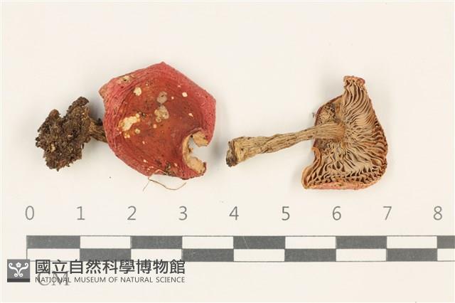 館號:F0037887藏品圖，第1張