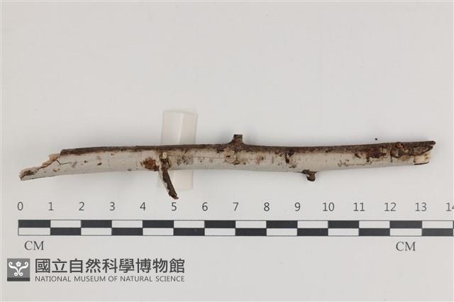 刺皮菌屬藏品圖，第1張