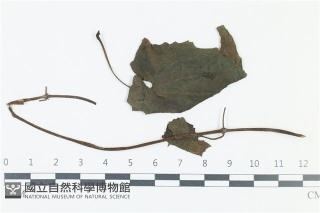 登錄號:F0038987藏品圖，第1張
