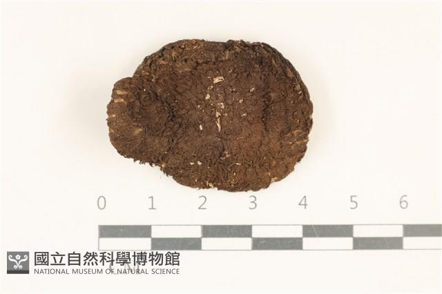 館號:F0036987藏品圖，第1張
