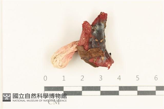 登錄號:F0037987藏品圖，第1張