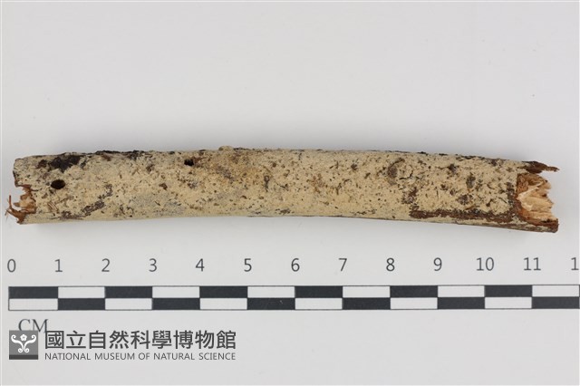 登錄號:F0035987藏品圖，第1張