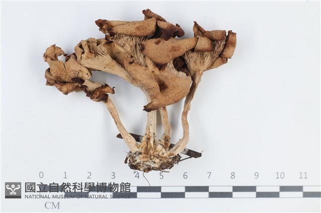 杯傘屬藏品圖，第1張