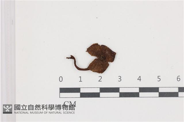 登錄號:F0036687藏品圖，第1張