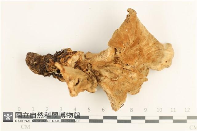 登錄號:F0037687藏品圖，第1張