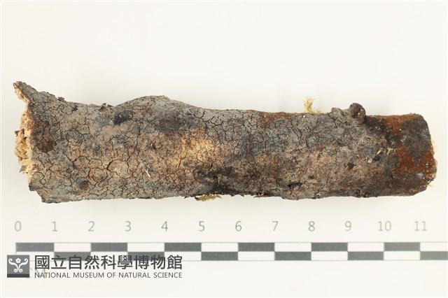 登錄號:F0038487藏品圖，第1張