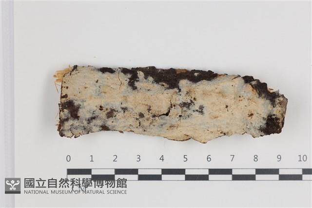 登錄號:F0035487藏品圖，第1張
