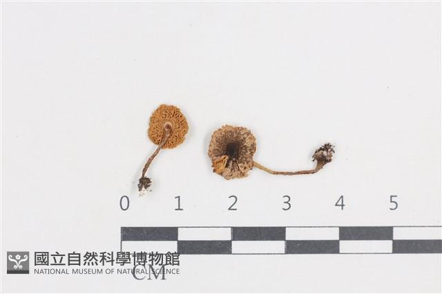 登錄號:F0038787藏品圖，第1張