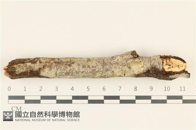 登錄號:F0036787藏品圖，第1張
