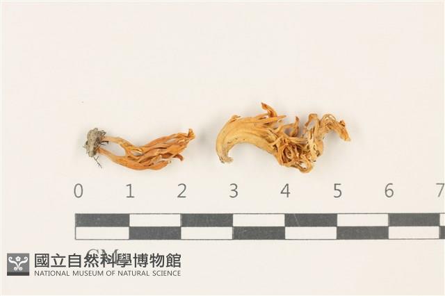 登錄號:F0037787藏品圖，第1張