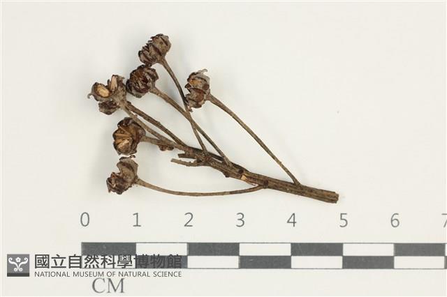 登錄號:F0038587藏品圖，第1張