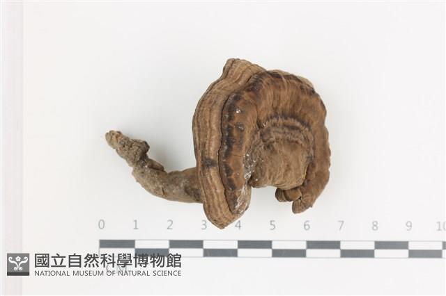 登錄號:F0036587藏品圖，第1張
