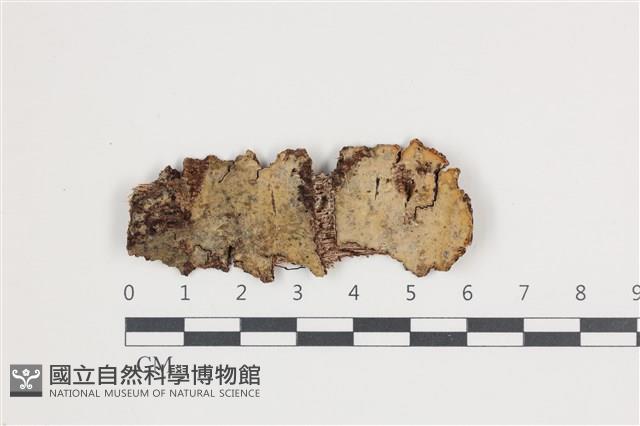 登錄號:F0035587藏品圖，第1張