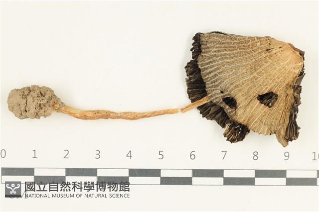 鬼傘屬藏品圖，第1張