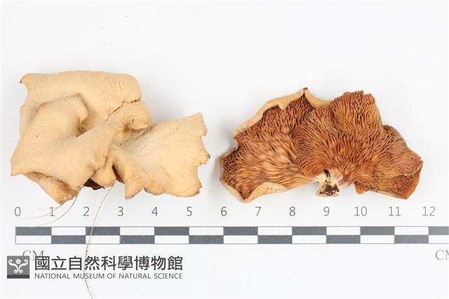 登錄號:F0036187藏品圖，第1張