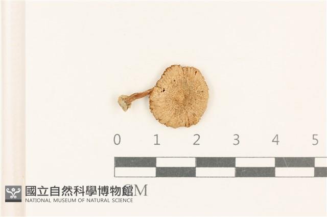 登錄號:F0037187藏品圖，第1張