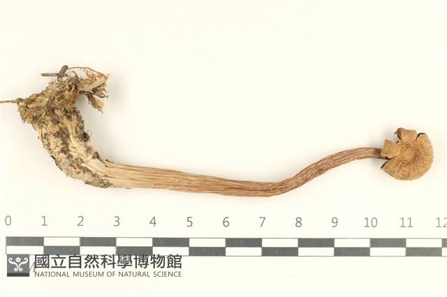 登錄號:F0038087藏品圖，第1張