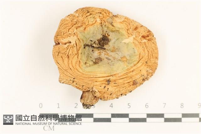 登錄號:F0037087藏品圖，第1張
