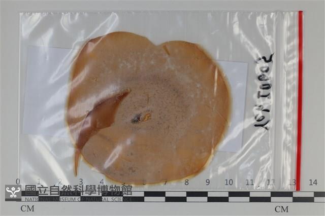 登錄號:F0035087藏品圖，第1張