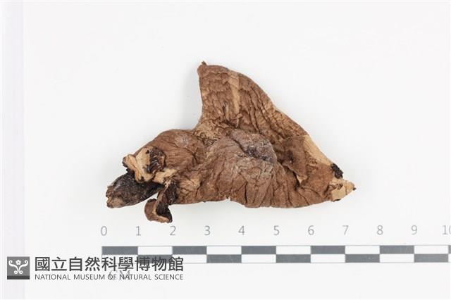 傘菌屬藏品圖，第1張