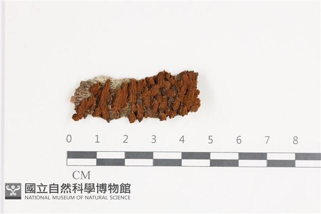 登錄號:F0035387藏品圖，第1張