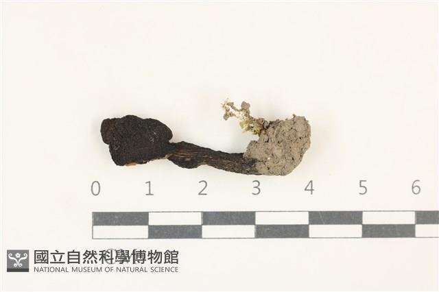 濕傘屬藏品圖，第1張