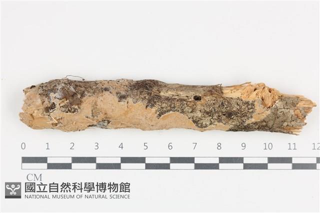 登錄號:F0036237藏品圖，第1張