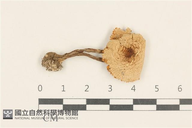 登錄號:F0037237藏品圖，第1張