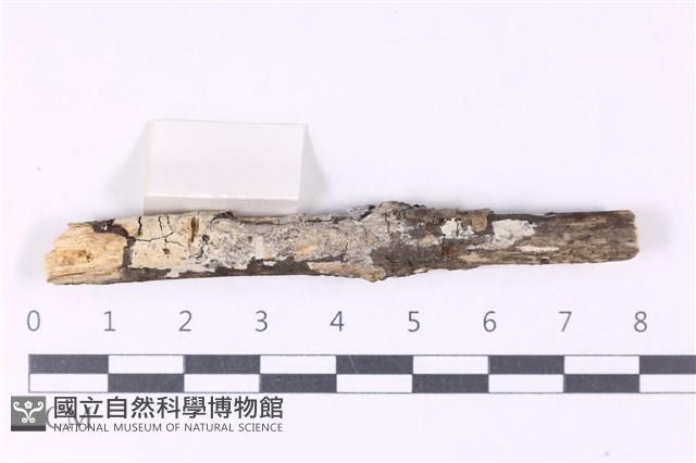 登錄號:F0015237藏品圖，第1張