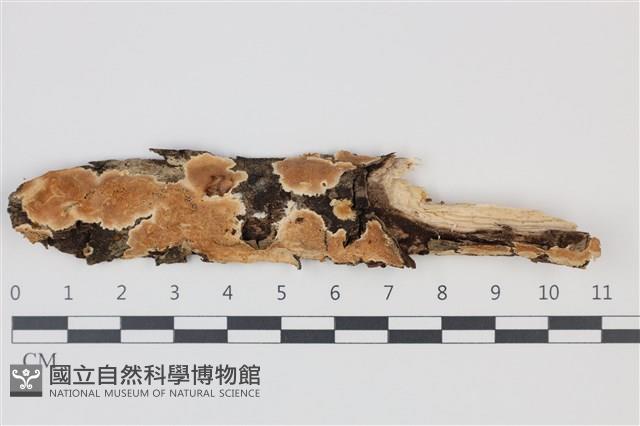 登錄號:F0035237藏品圖，第1張