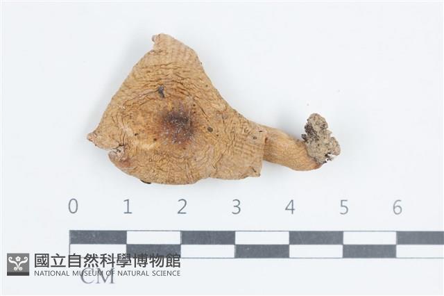 紅菇屬藏品圖，第1張