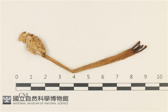 登錄號:F0036837藏品圖，第1張
