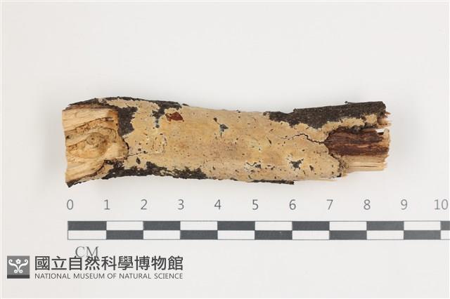 射脈菌屬藏品圖，第1張