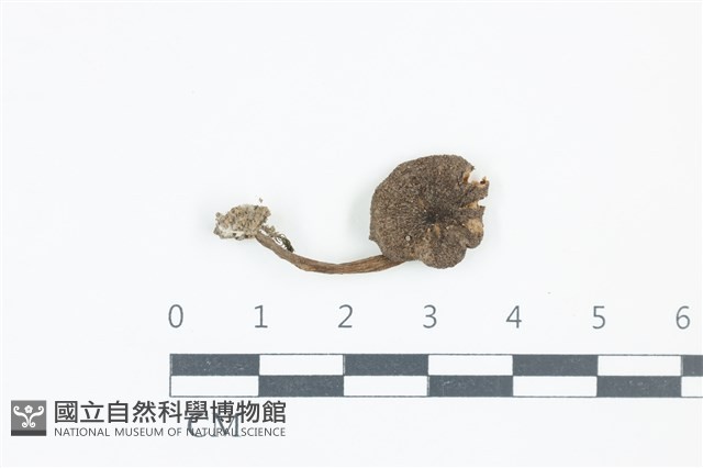 粉褶菌屬藏品圖，第1張