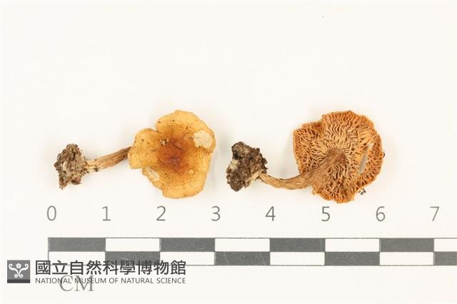 登錄號:F0036937藏品圖，第1張