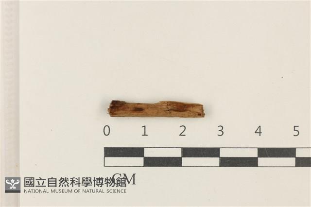 登錄號:F0037937藏品圖，第1張
