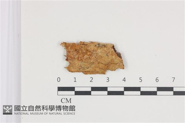 登錄號:F0035937藏品圖，第1張