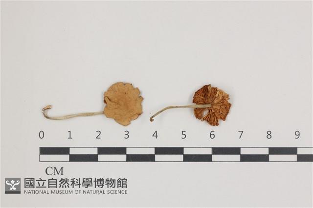 登錄號:F0036637藏品圖，第1張