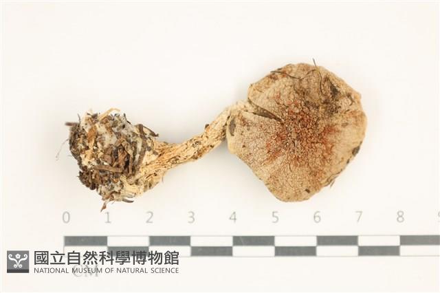 登錄號:F0037637藏品圖，第1張