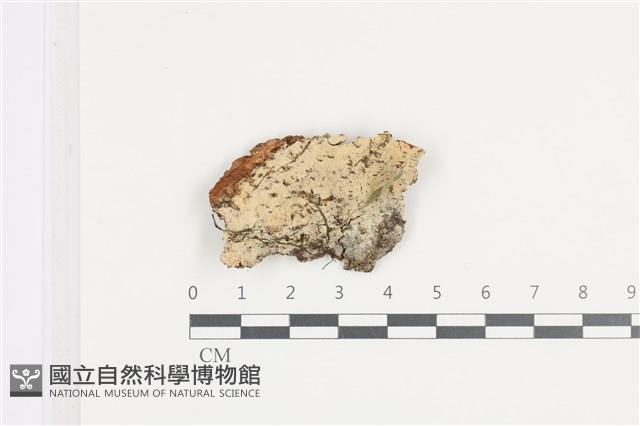 登錄號:F0036437藏品圖，第1張