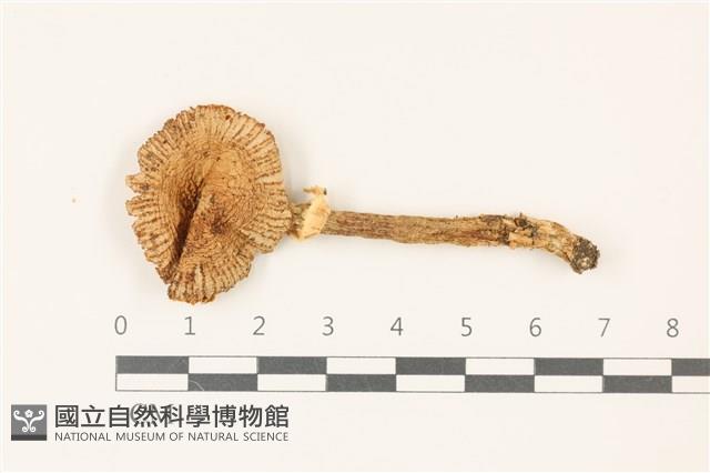 登錄號:F0037437藏品圖，第1張