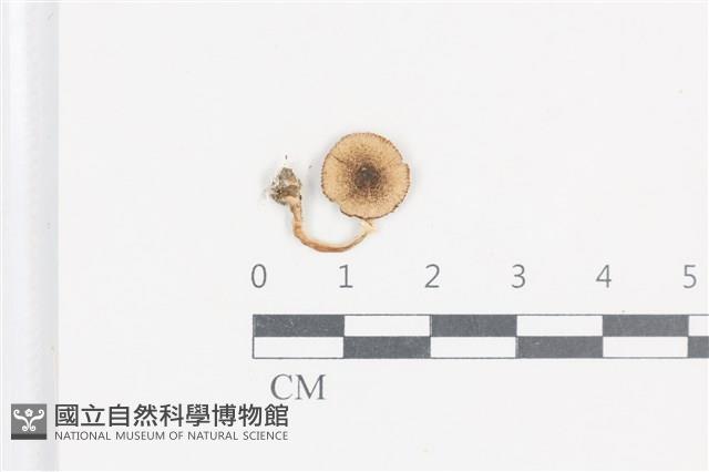 登錄號:F0038737藏品圖，第1張