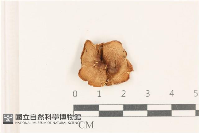 登錄號:F0037737藏品圖，第1張