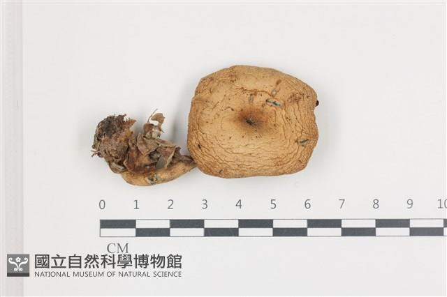 登錄號:F0036537藏品圖，第1張