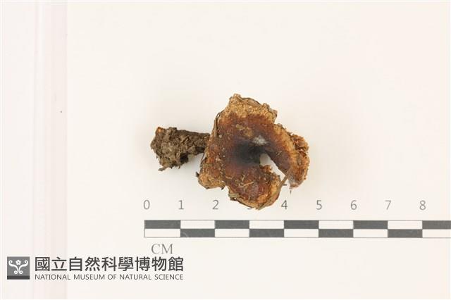 紅菇屬藏品圖，第1張