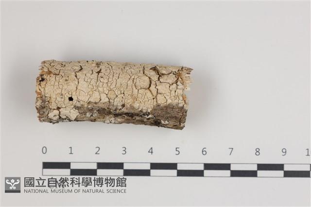 館號:F0035537藏品圖，第1張