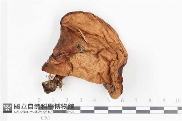 登錄號:F0036137藏品圖，第1張