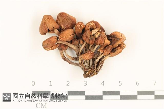 登錄號:F0037137藏品圖，第1張