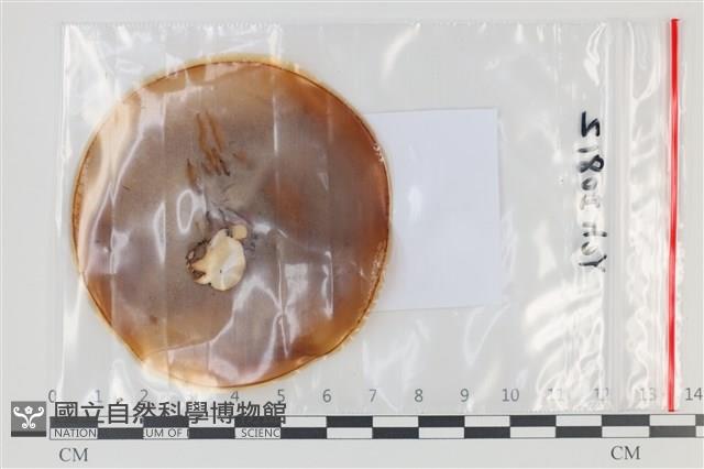 登錄號:F0035137藏品圖，第1張