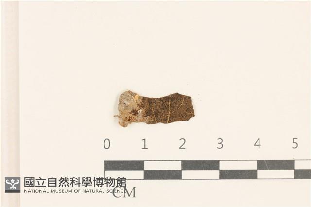 小皮傘屬藏品圖，第1張